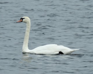 Mute Swan, ML55121131