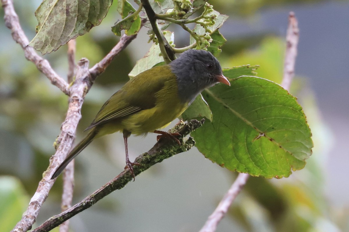 Gray-hooded Bush Tanager - William Hull