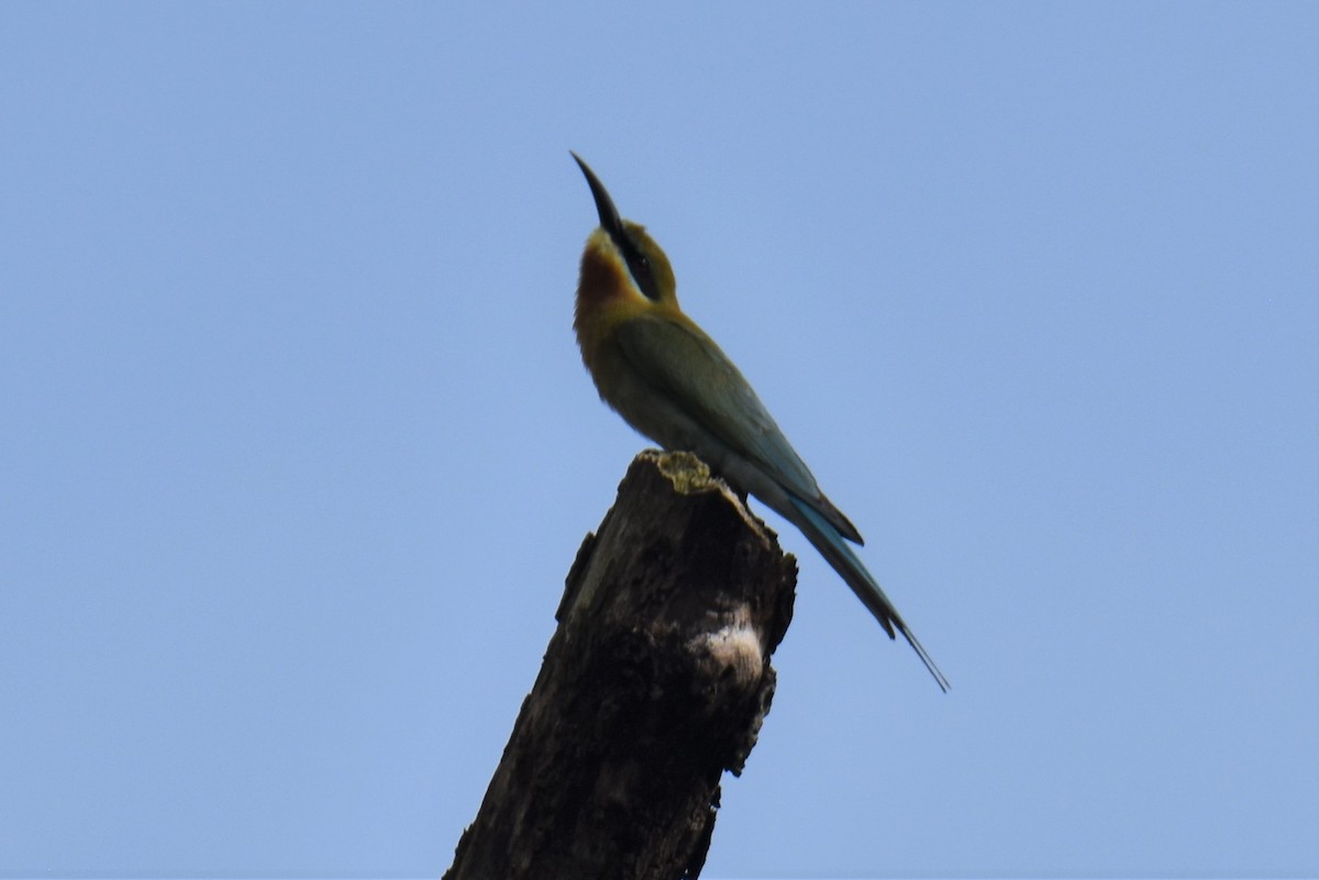 Blue-tailed Bee-eater - Miles Tomlinson