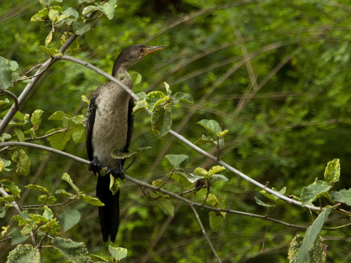 Long-tailed Cormorant - ML55122641