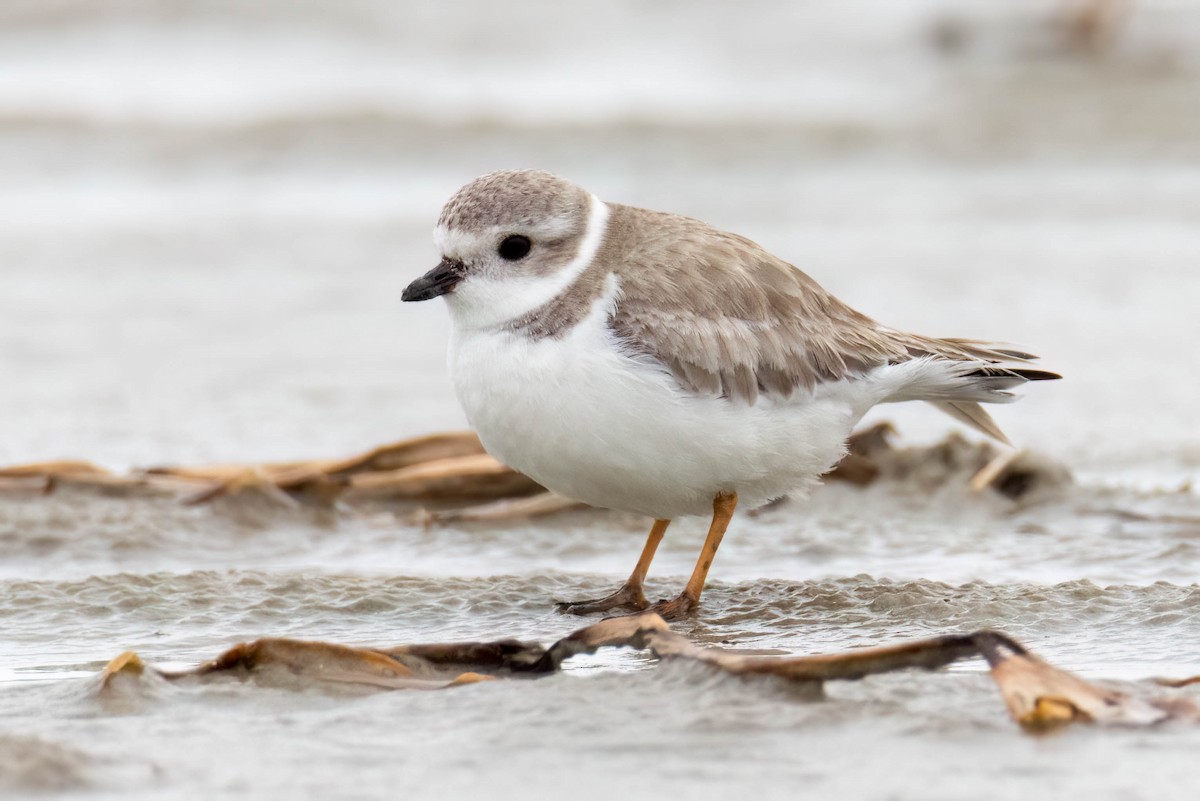 Piping Plover - ML551226431