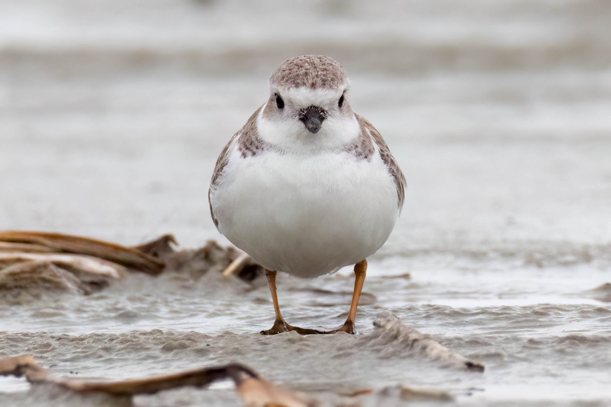 Piping Plover - ML551226471