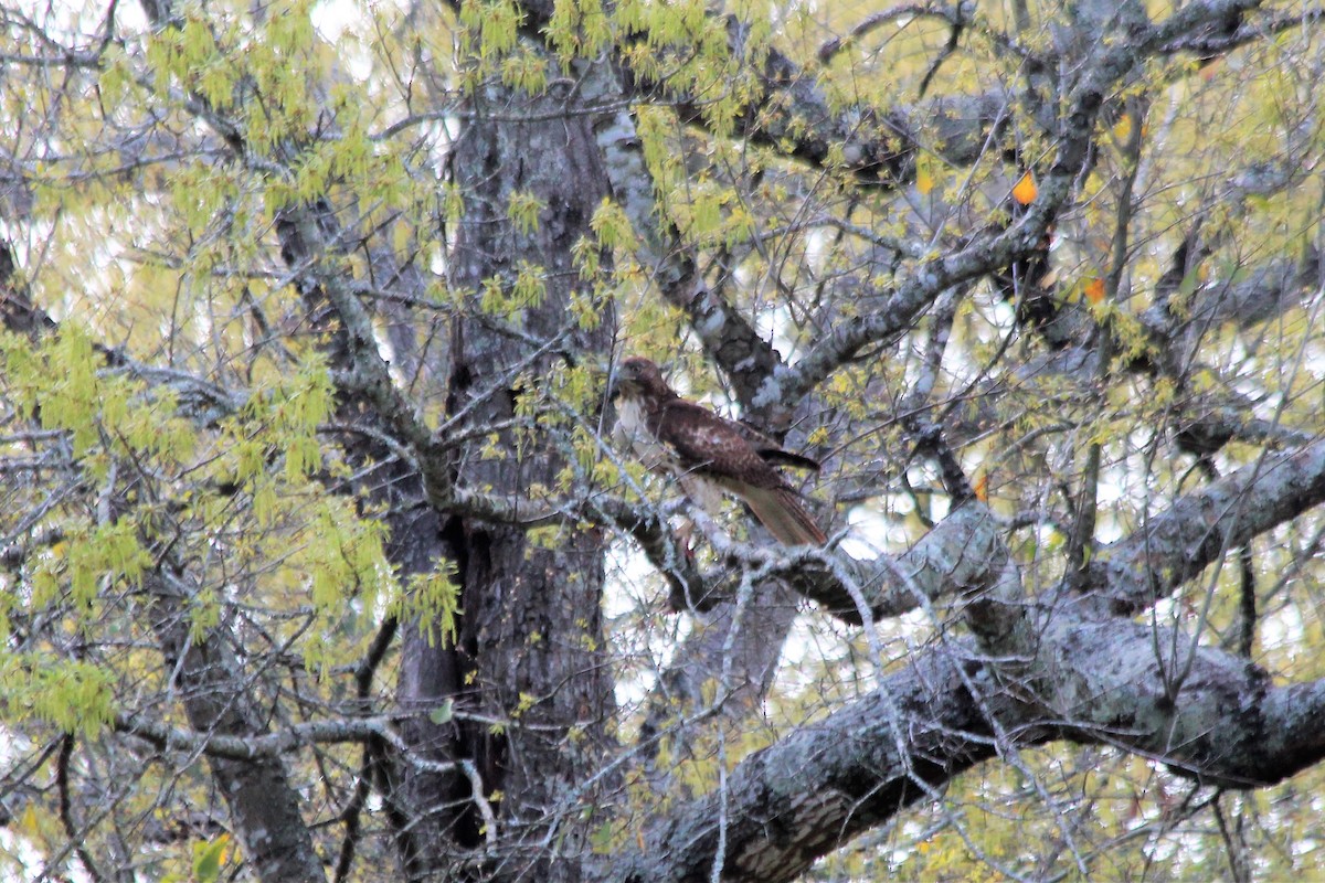 Red-tailed Hawk - ML551227911