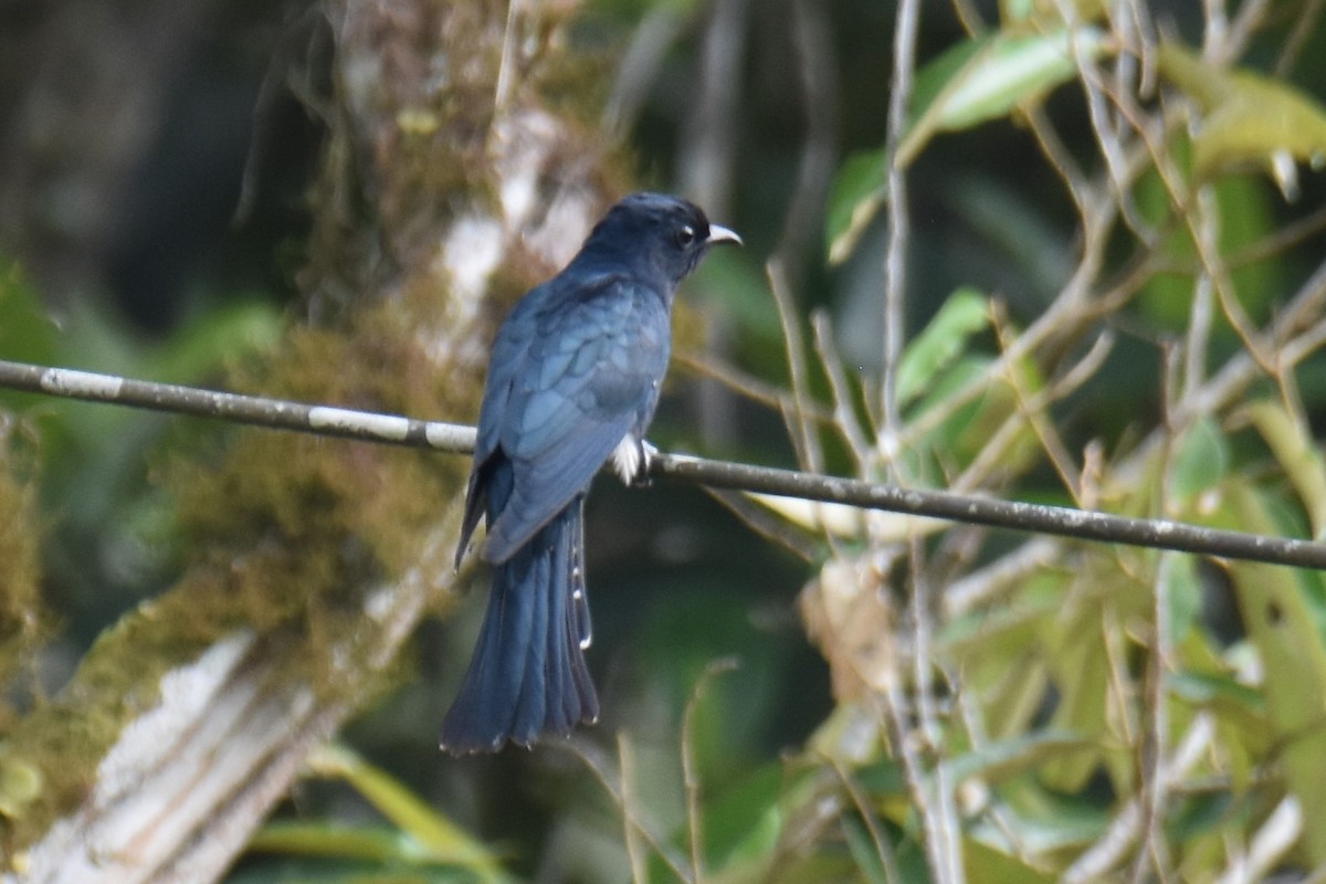 Square-tailed Drongo-Cuckoo - ML551229421