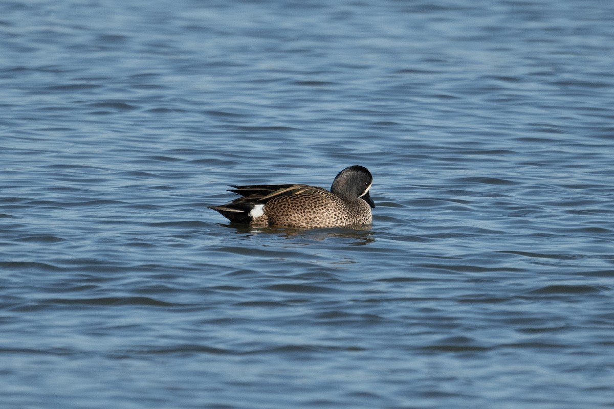Blue-winged Teal - ML551230281