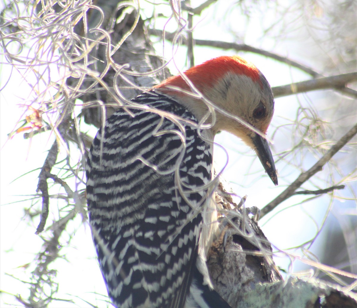 Red-bellied Woodpecker - ML551230701