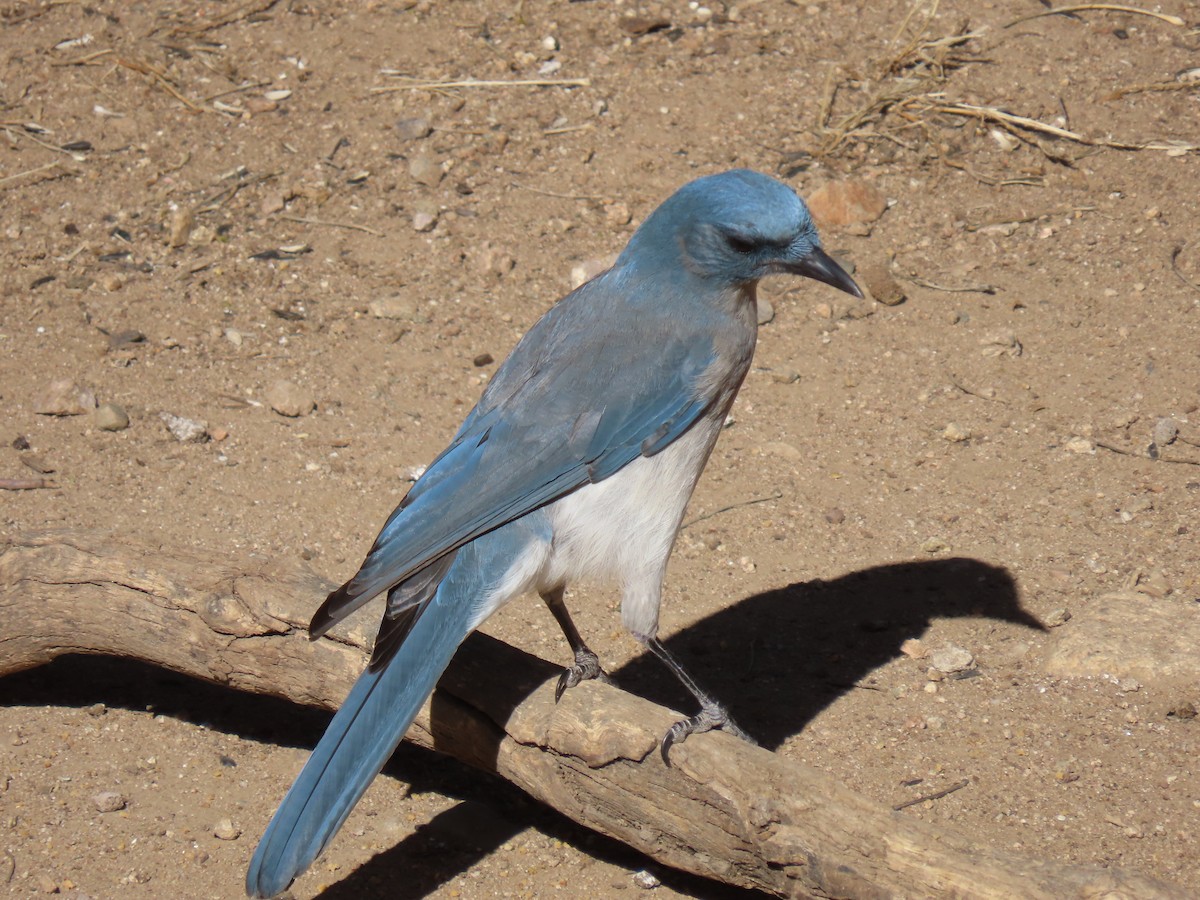 Mexican Jay - ML551233481