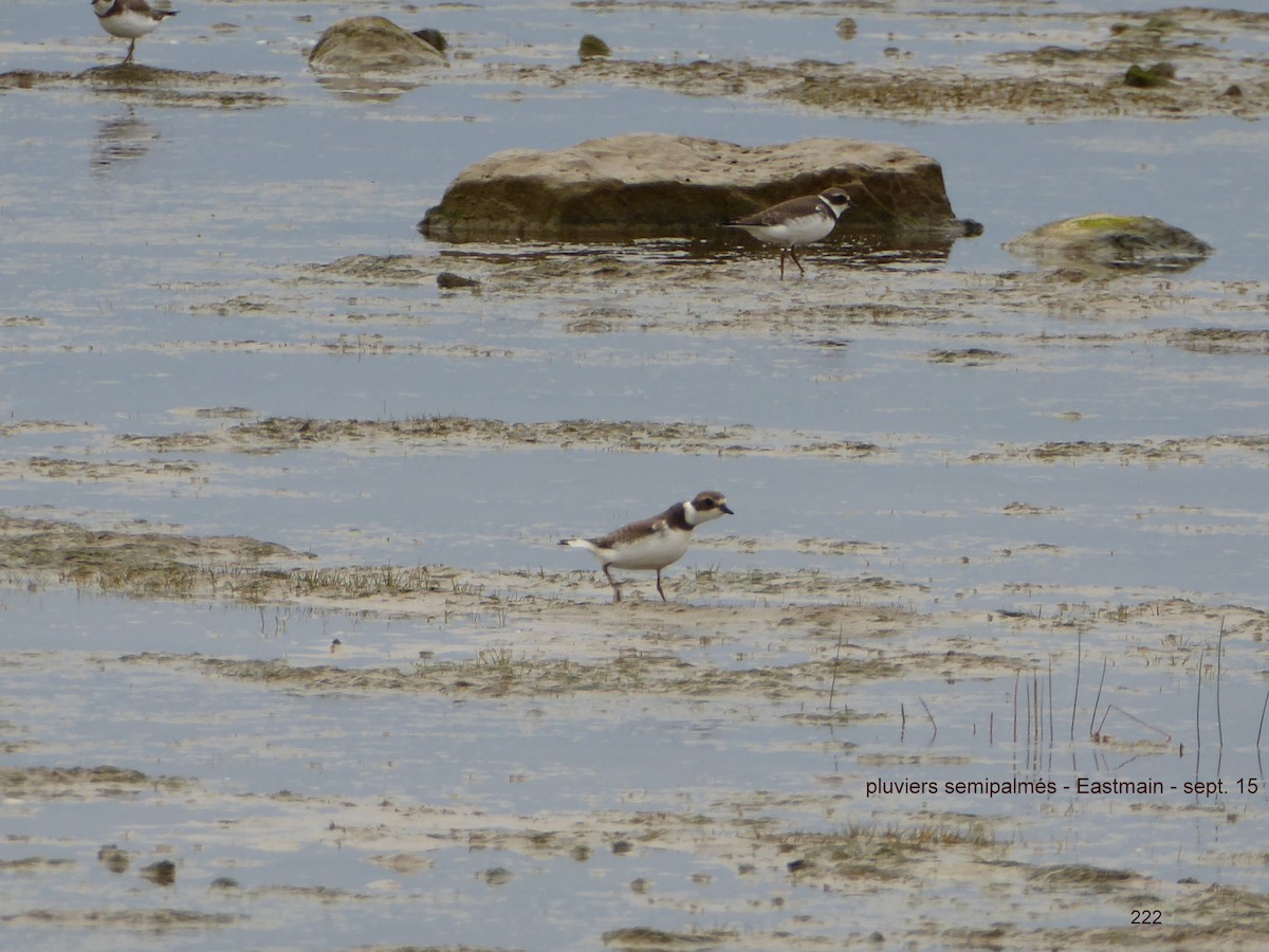 Semipalmated Plover - ML55123391
