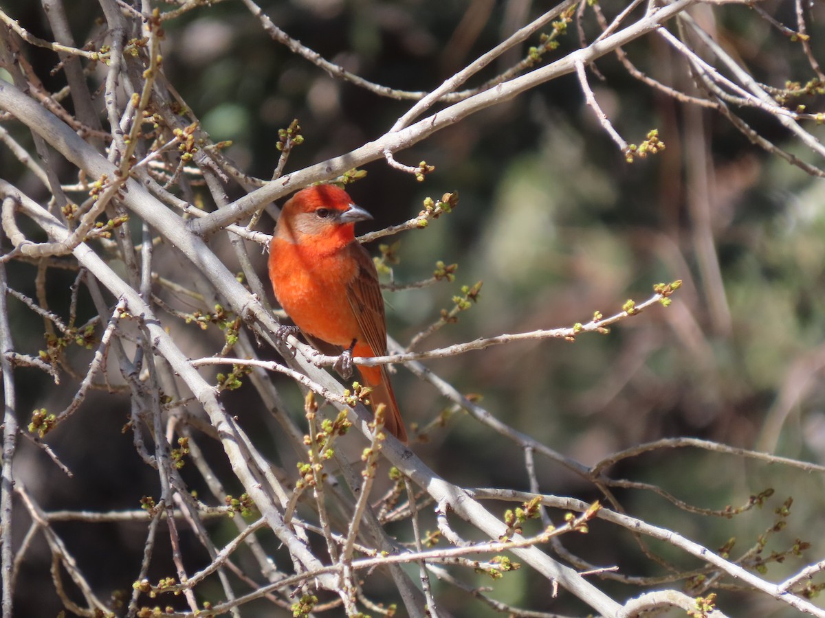 Hepatic Tanager - ML551235661