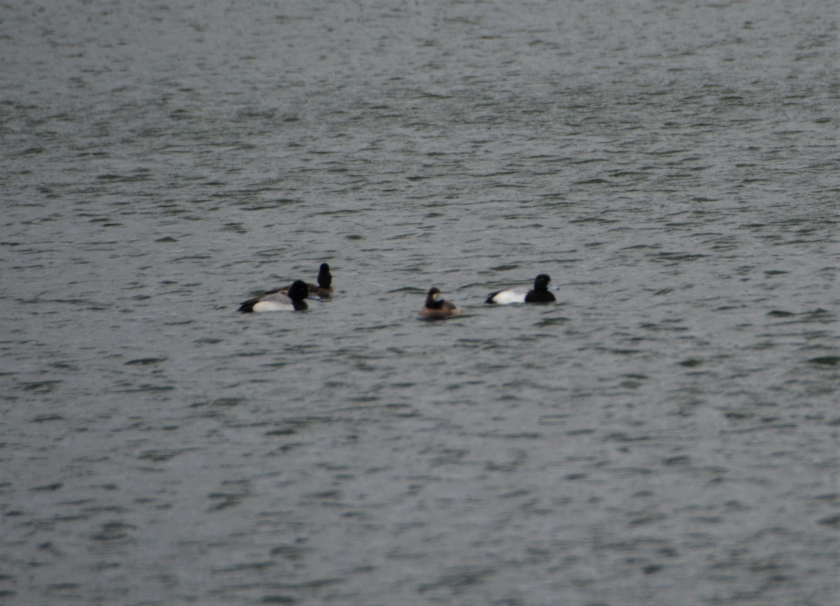 Greater Scaup - ML551237391