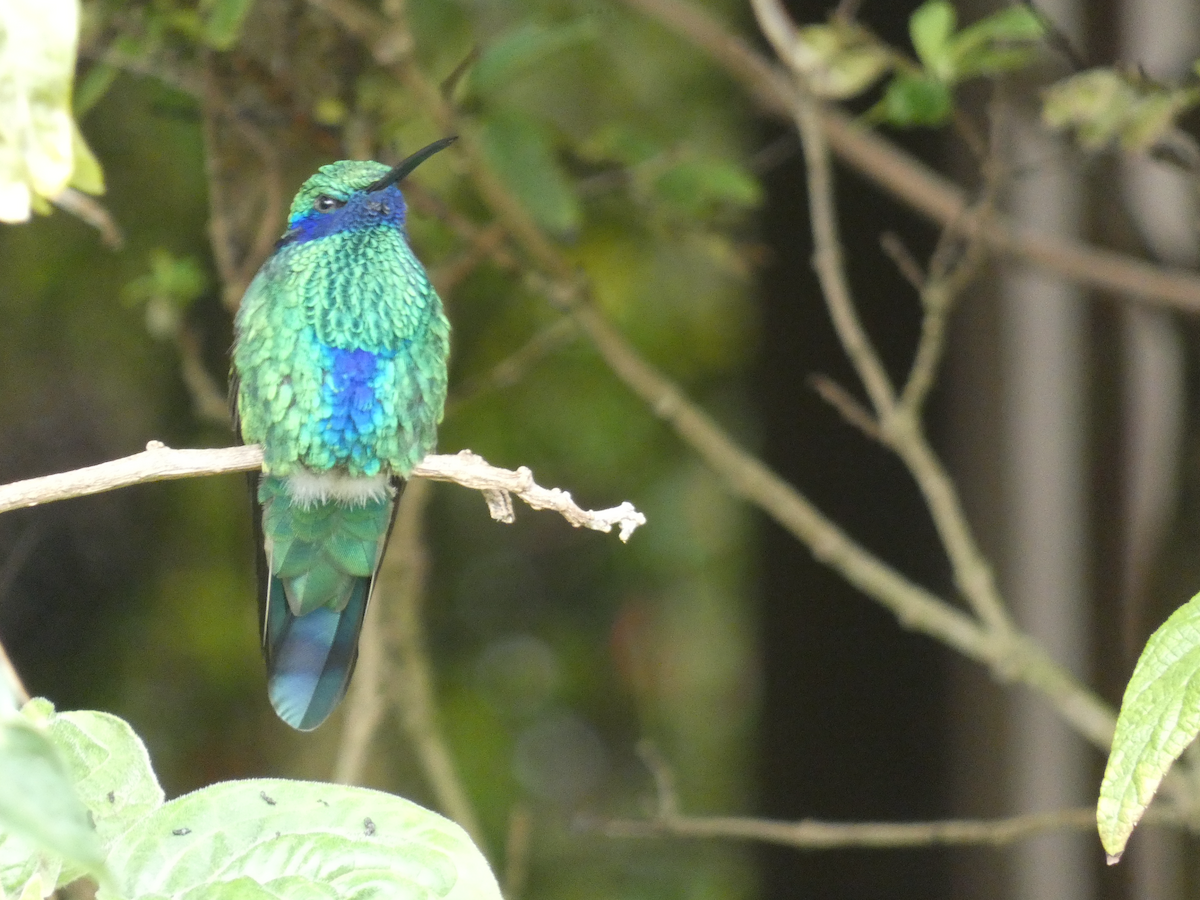 kolibřík modrolící - ML551238071