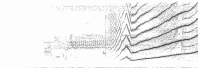  - Great-tailed Grackle