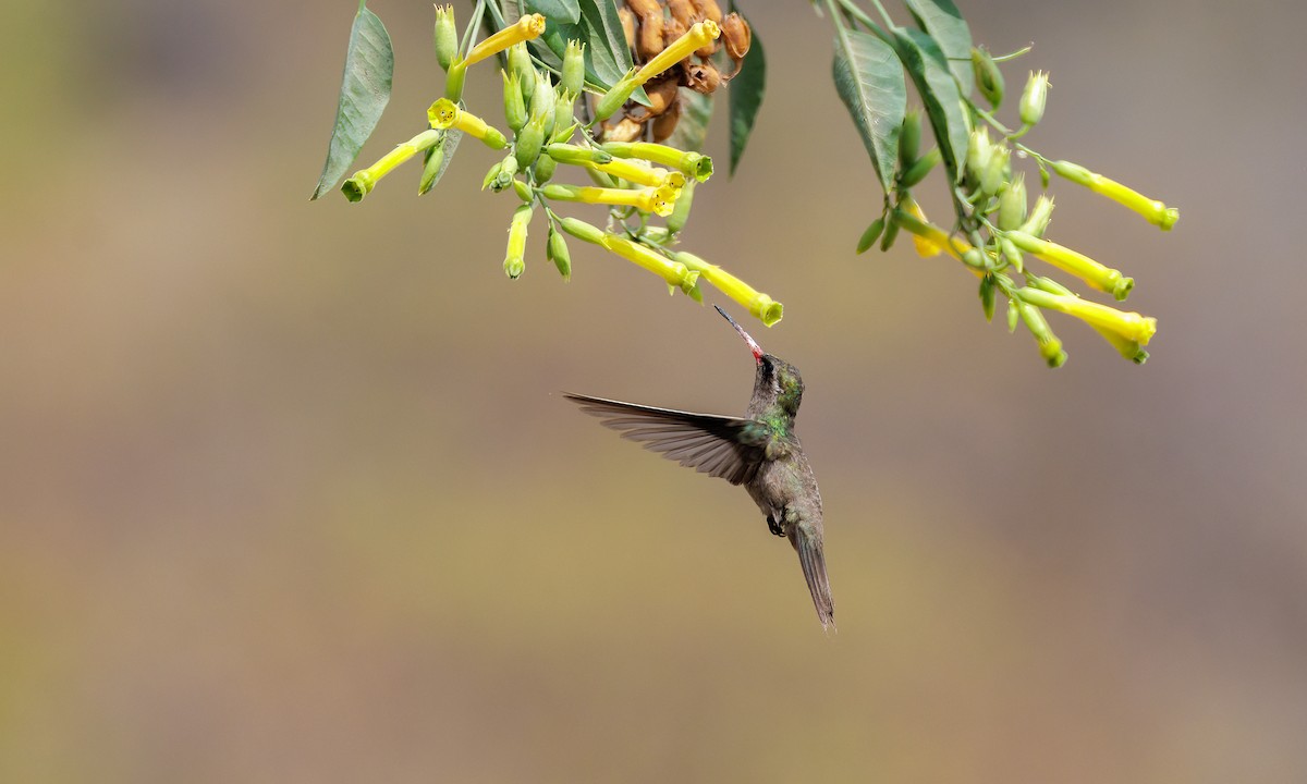 Dusky Hummingbird - Drew Weber