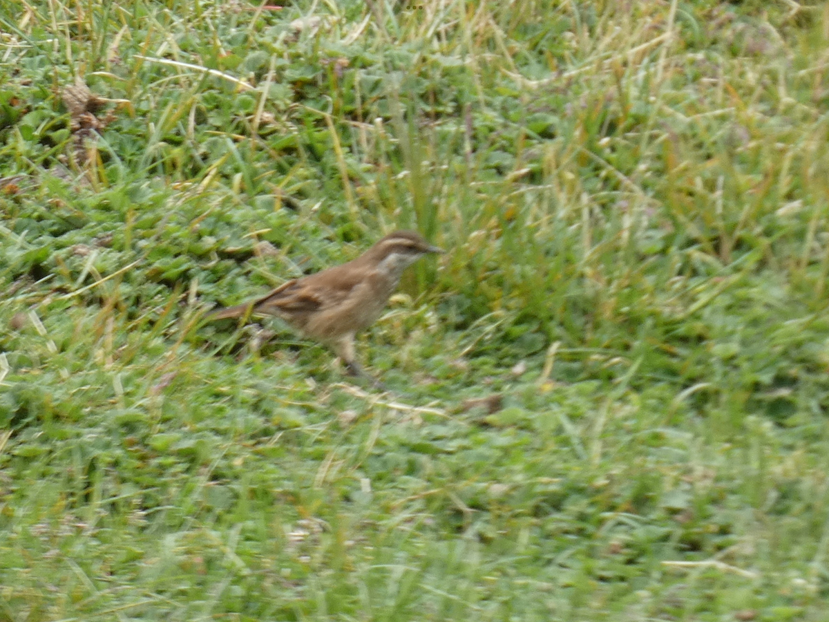 Chestnut-winged Cinclodes - ML551240381