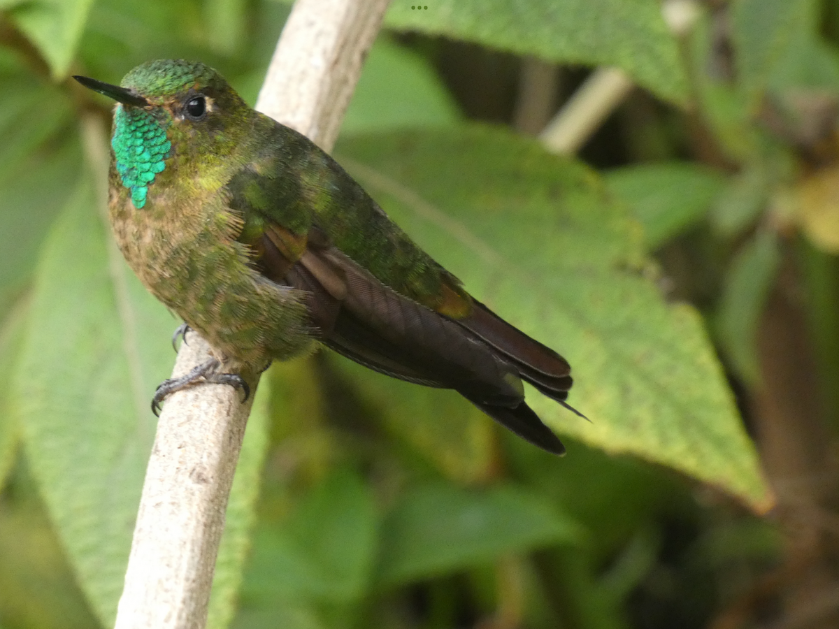 kolibřík dřišťálový - ML551240931