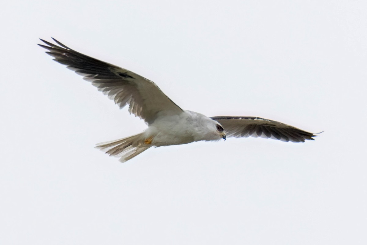 White-tailed Kite - ML551242791