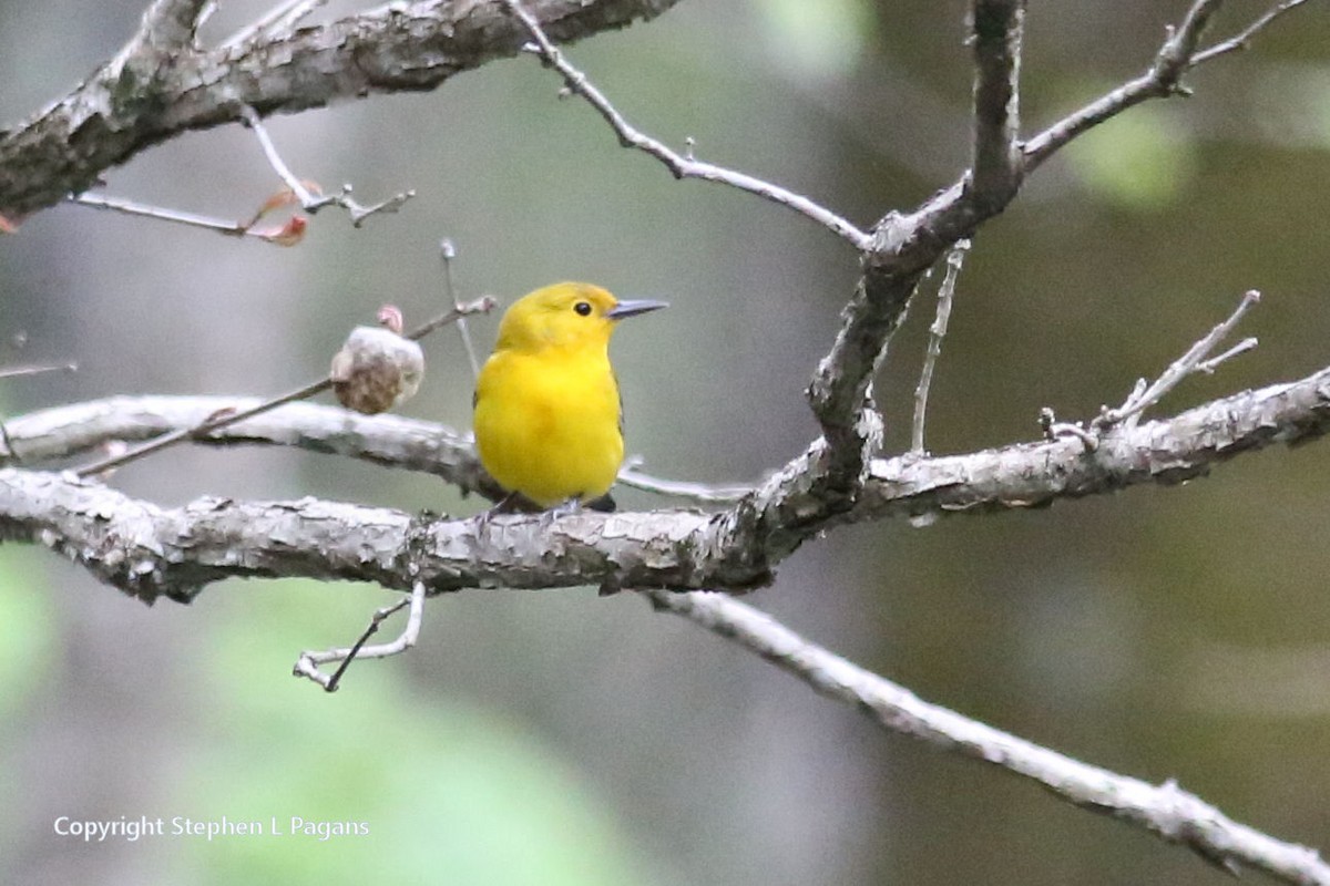 Prothonotary Warbler - ML551247151