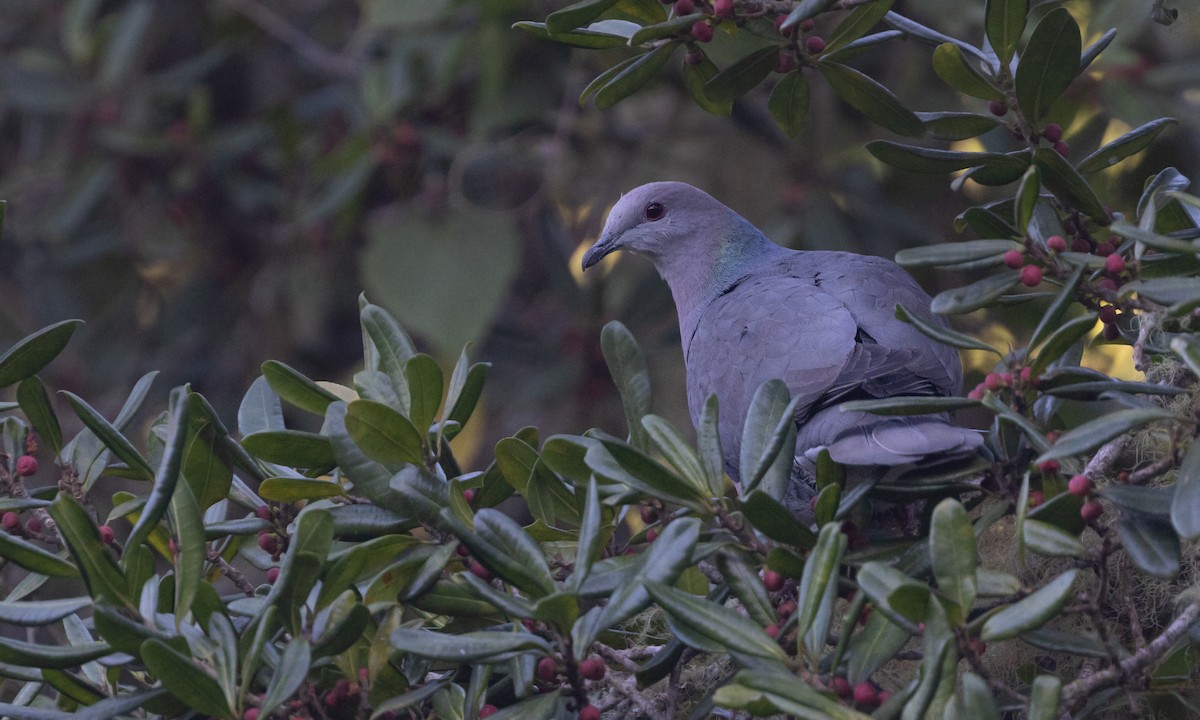 Pigeon de Jamaïque - ML551248051