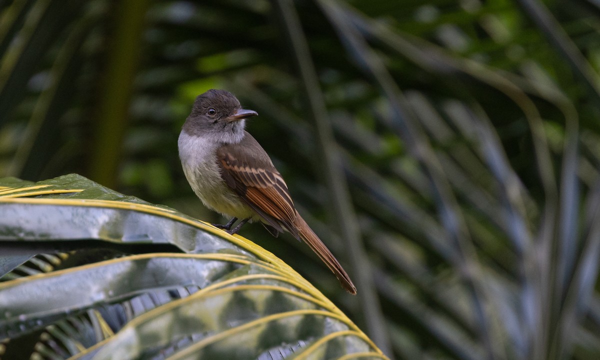 Rufous-tailed Flycatcher - ML551249461