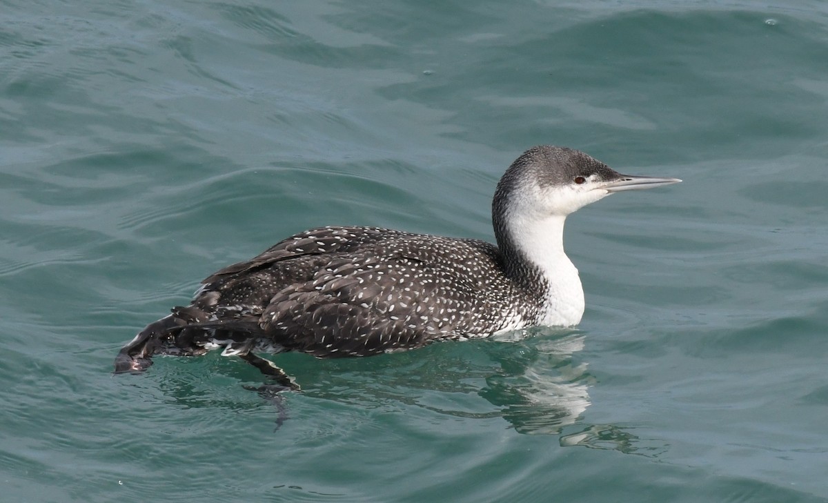 Red-throated Loon - ML551256571