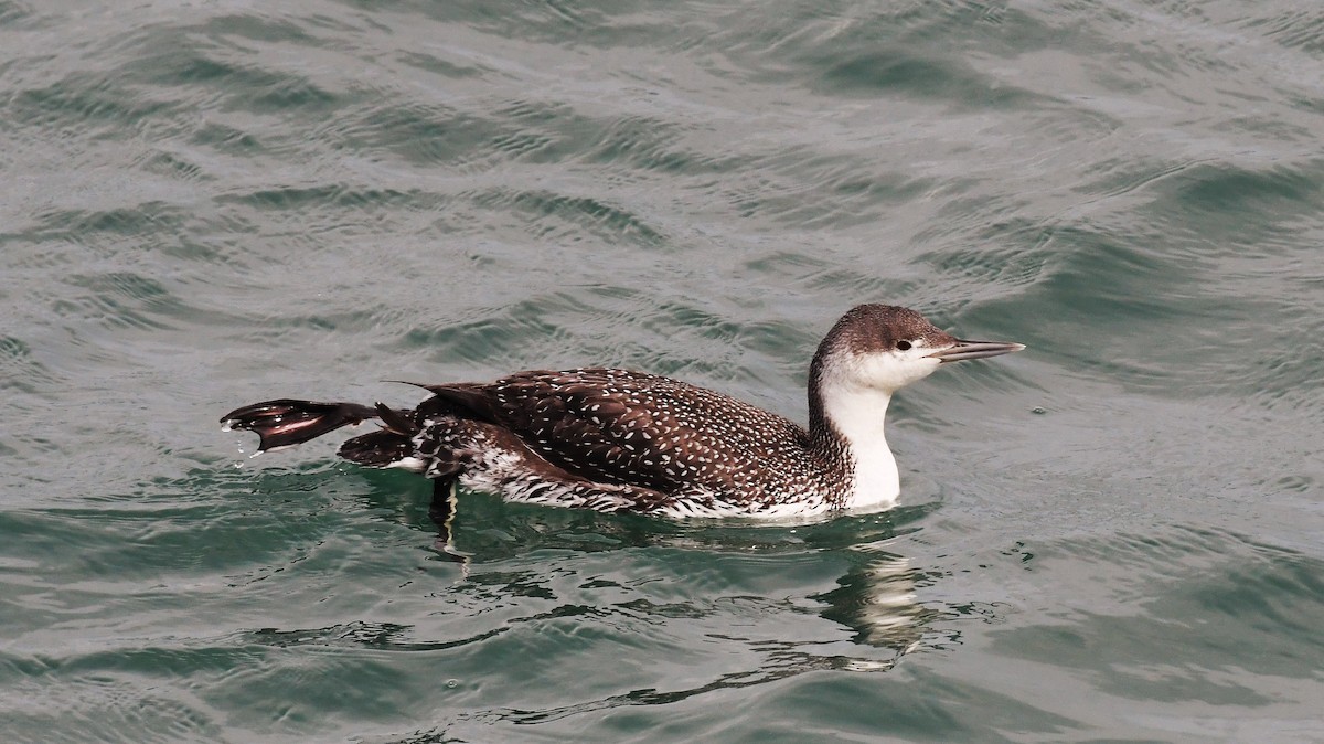 Red-throated Loon - ML551257401