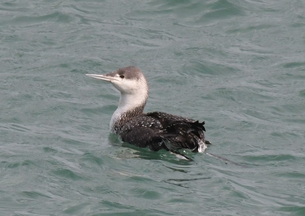 Red-throated Loon - ML551257571