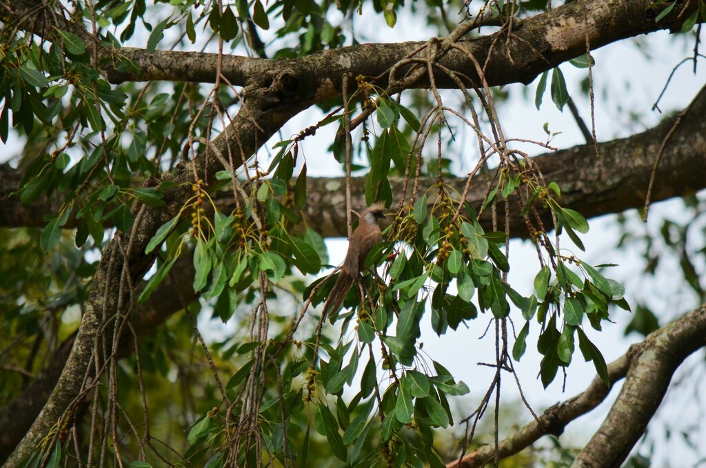 Speckled Mousebird - ML551265391