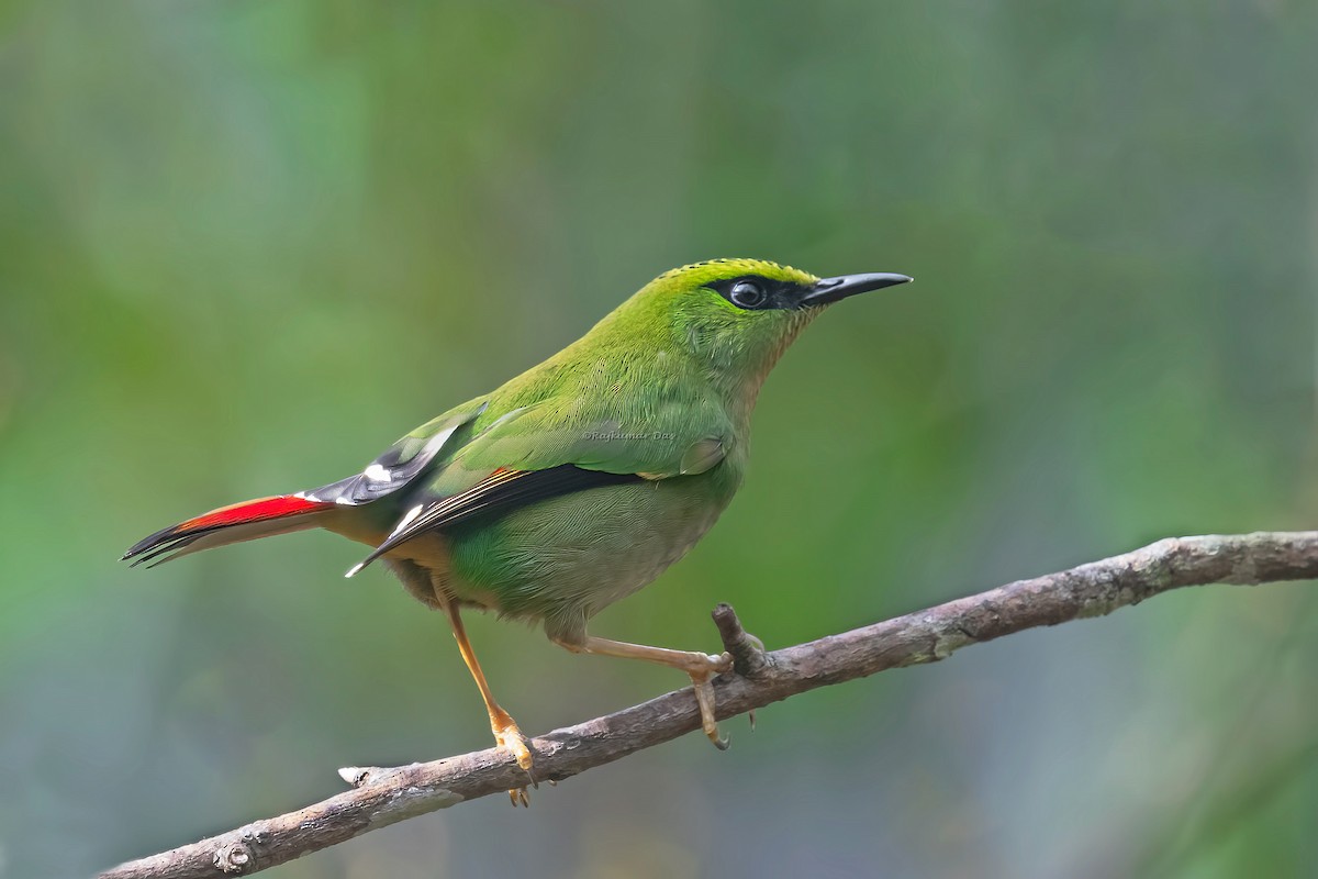 Fire-tailed Myzornis - ML551265681