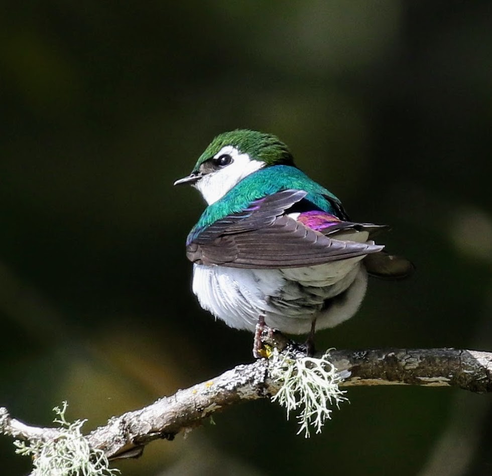 Violet-green Swallow - ML55127031