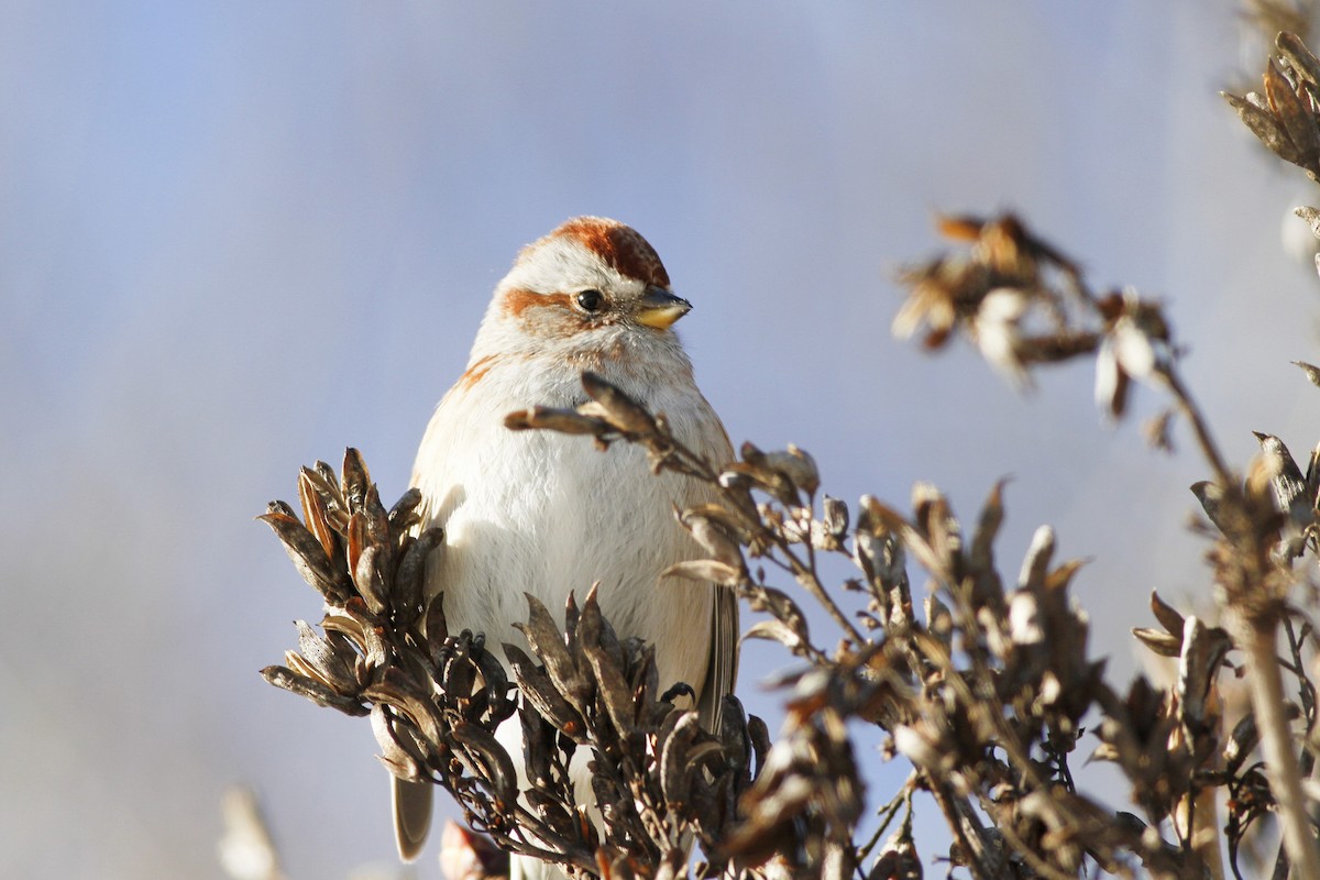 American Tree Sparrow - ML55127161