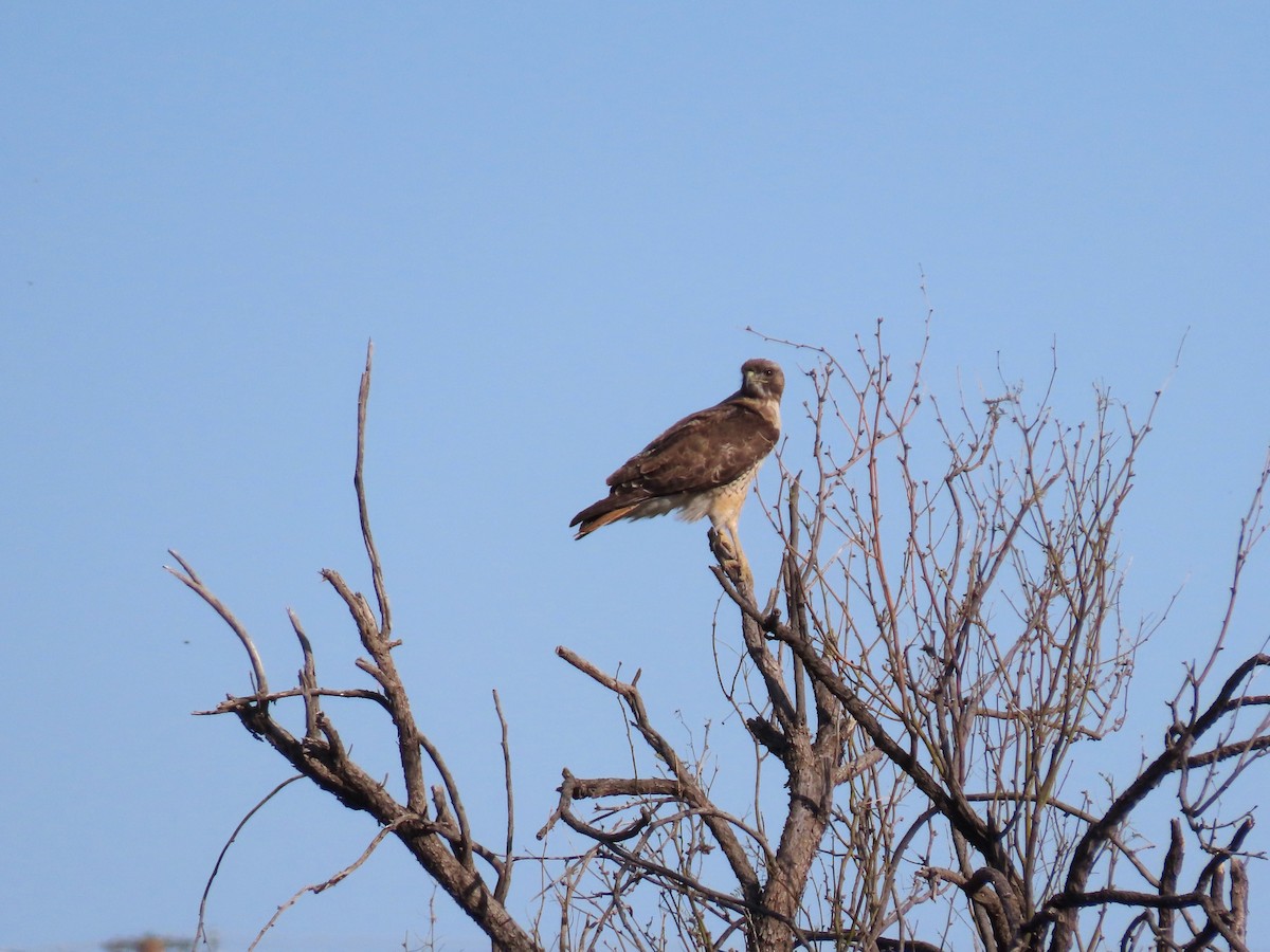 Red-tailed Hawk - ML551275631