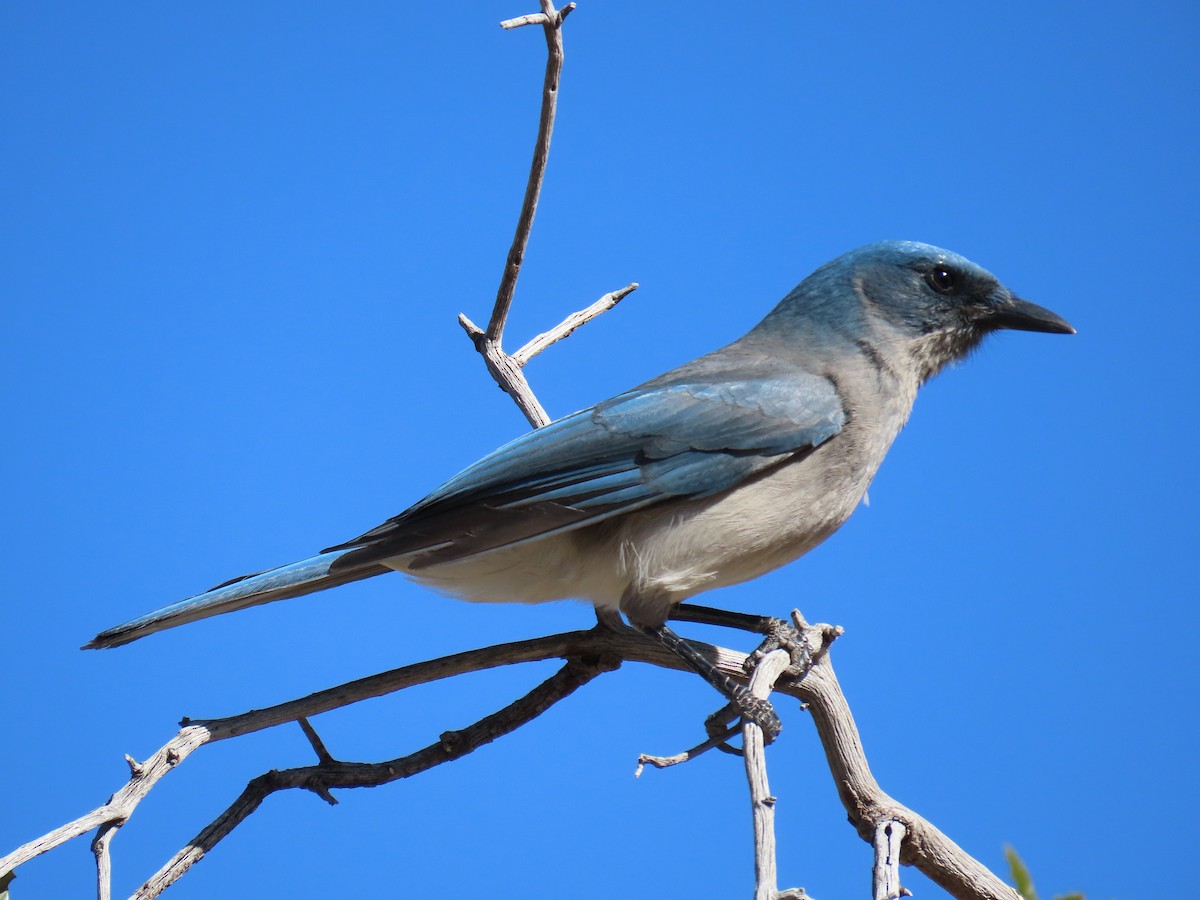 Mexican Jay - Deborah Cooney