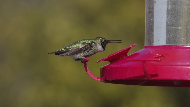 Anna's Hummingbird - ML551287221