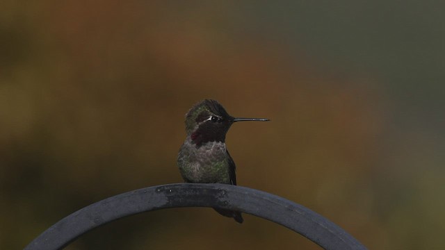 Anna's Hummingbird - ML551287631