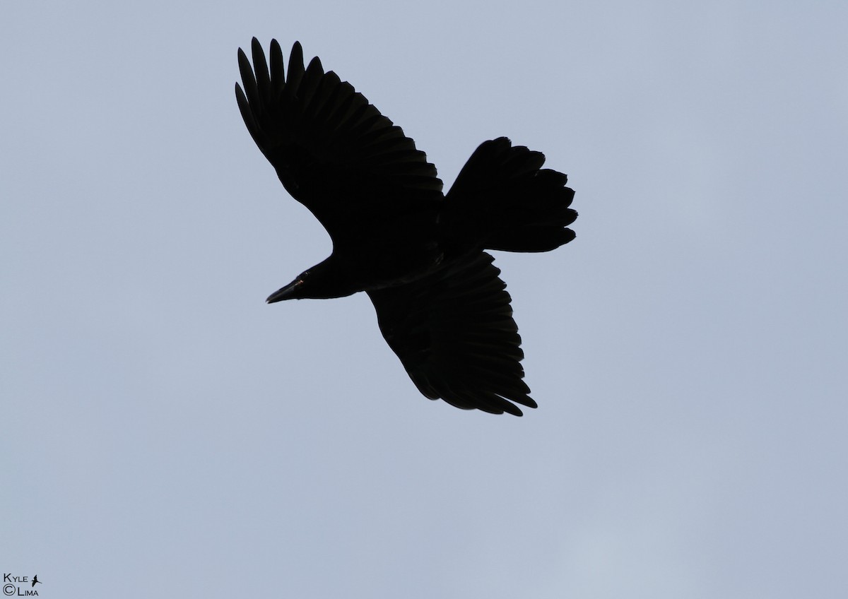 Common Raven - Kyle Lima