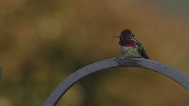 Anna's Hummingbird - ML551288441