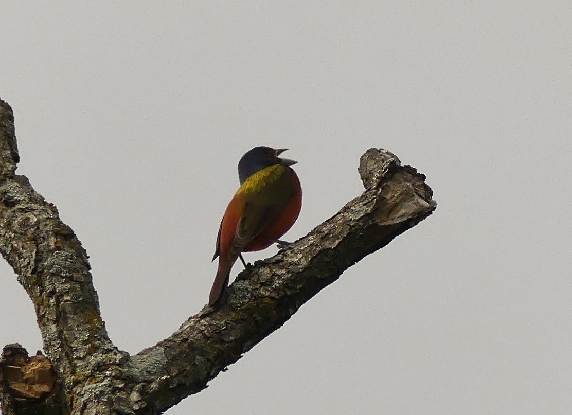Painted Bunting - ML55128861