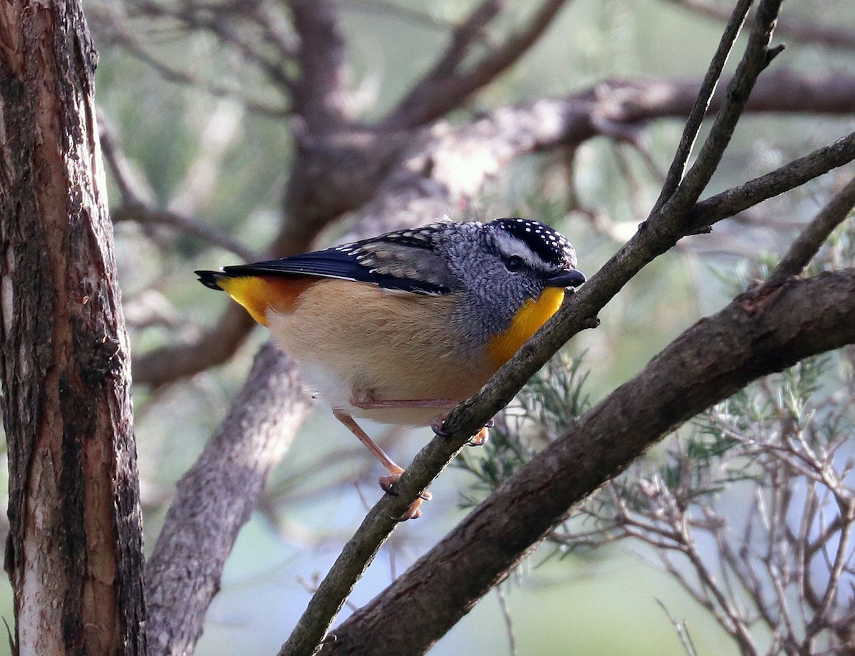 Spotted Pardalote - ML551291391