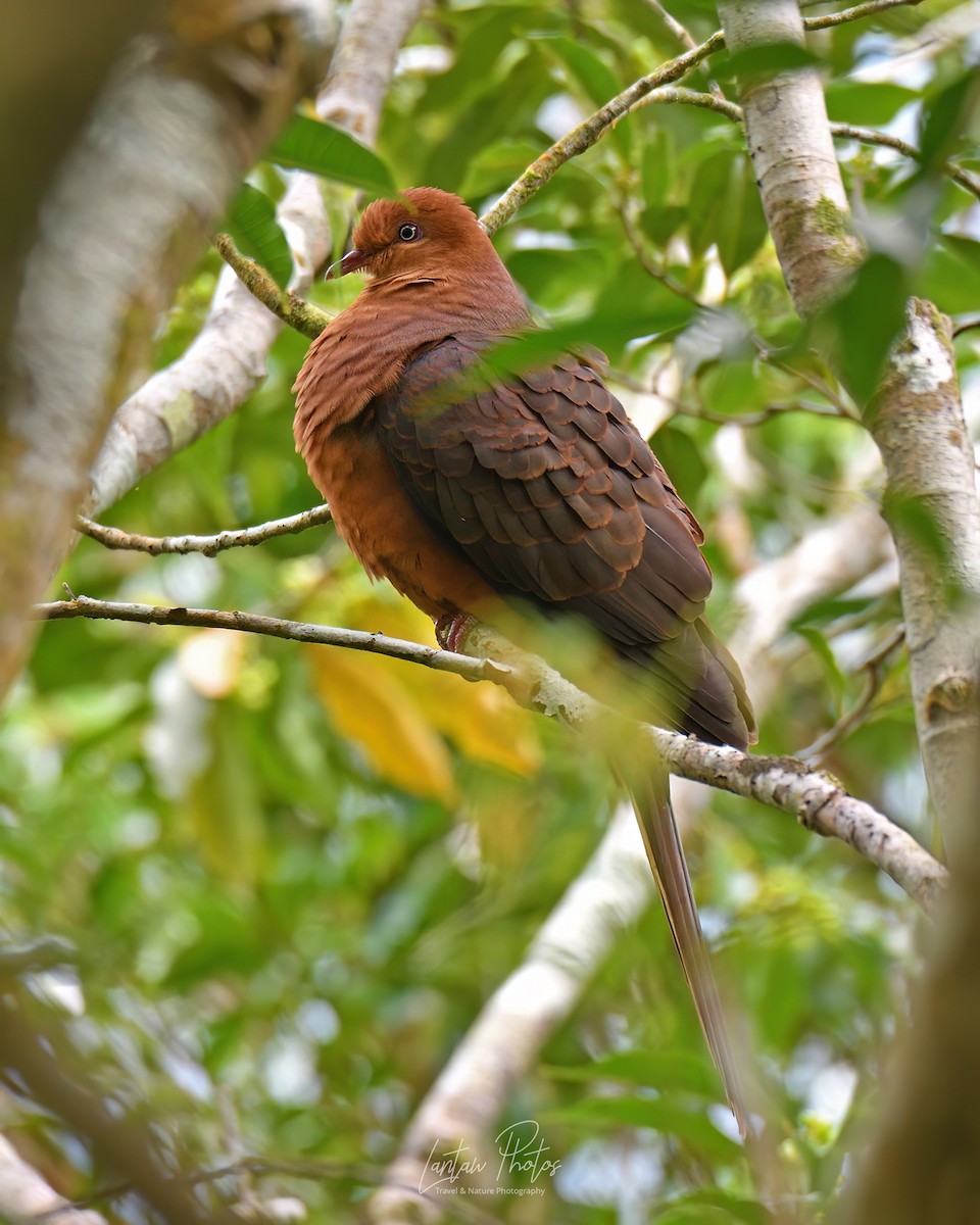 Philippine Cuckoo-Dove - ML551292081