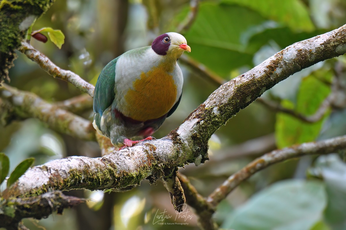 Yellow-breasted Fruit-Dove - ML551292191