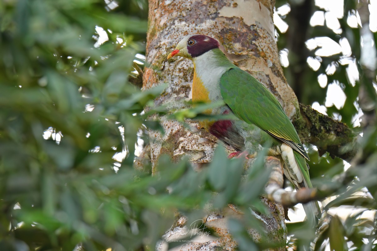Yellow-breasted Fruit-Dove - ML551292201