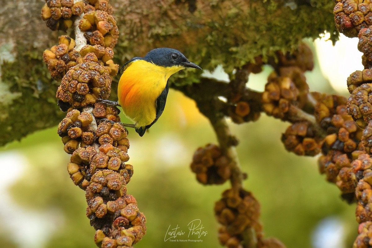 Orange-bellied Flowerpecker - Allan Barredo