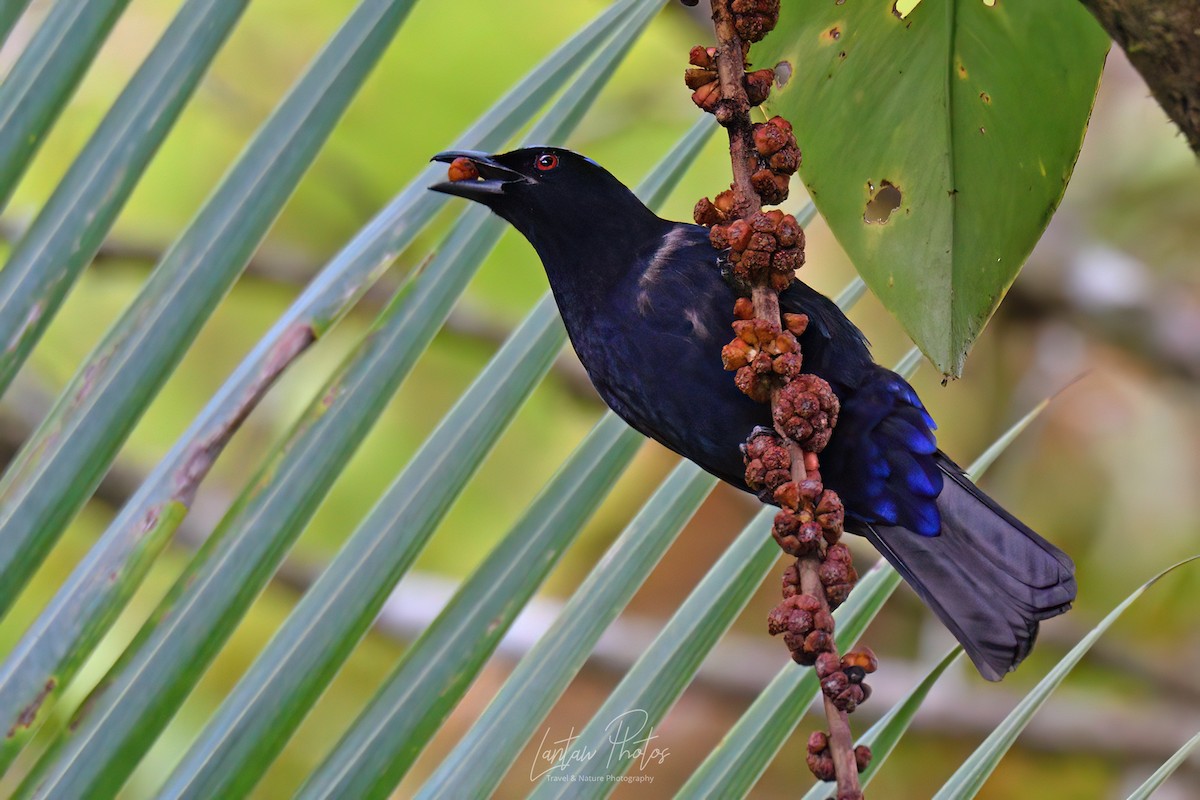 Philippine Fairy-bluebird - ML551292401