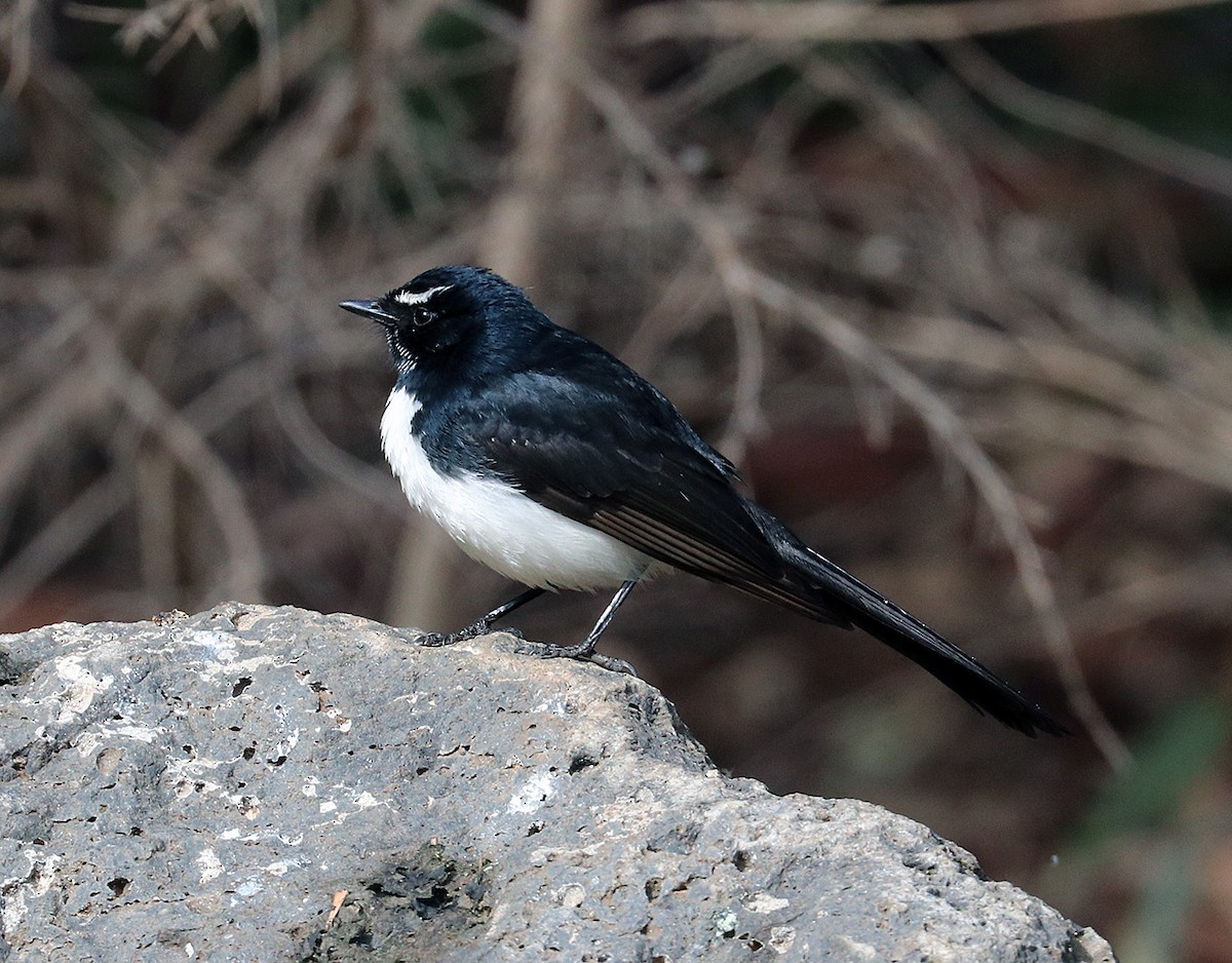 Willie-wagtail - Peter Bennet