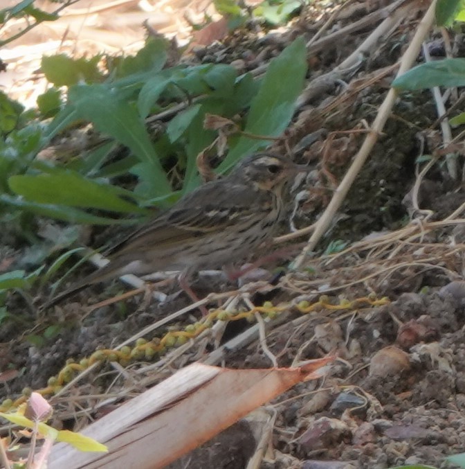 Olive-backed Pipit - ML551296121