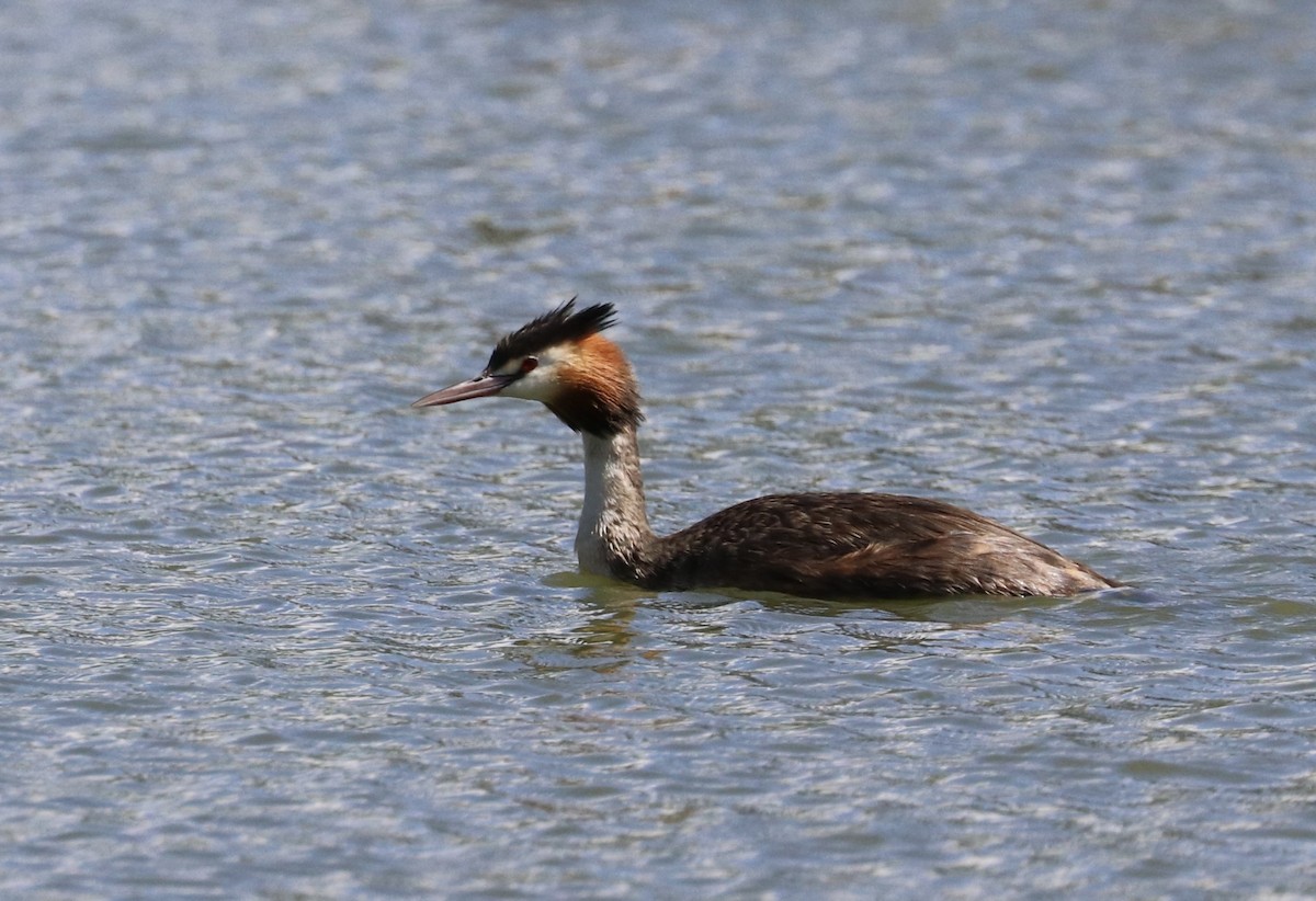 Great Crested Grebe - ML551304141