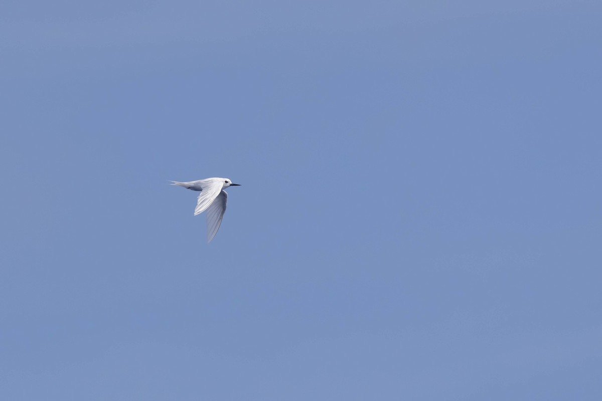 White Tern - ML551304571