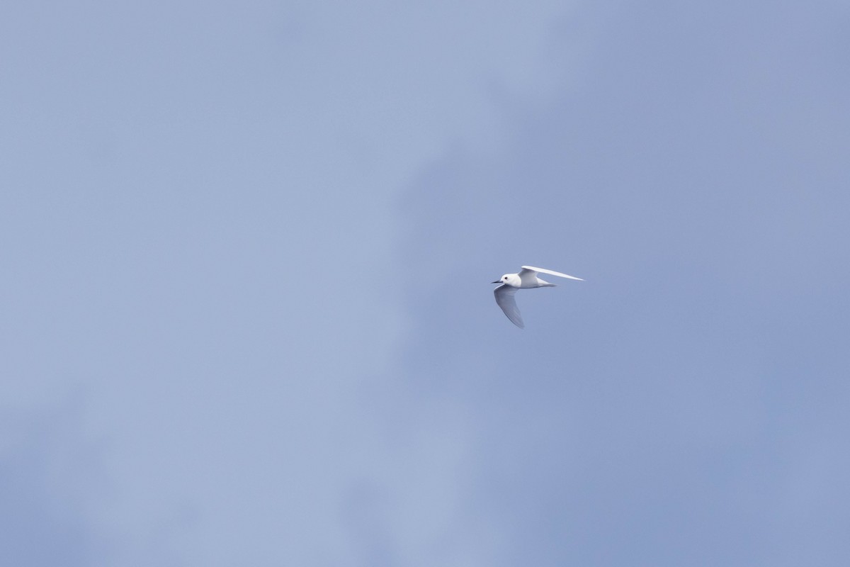 White Tern - ML551304721