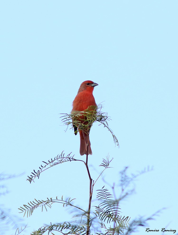 Hepatic Tanager - ML551306571