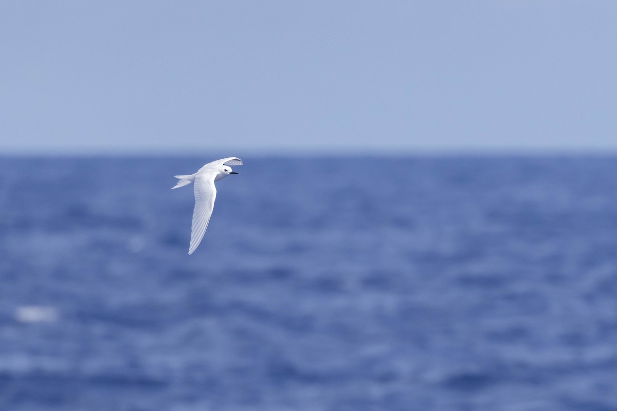 White Tern - ML551306831